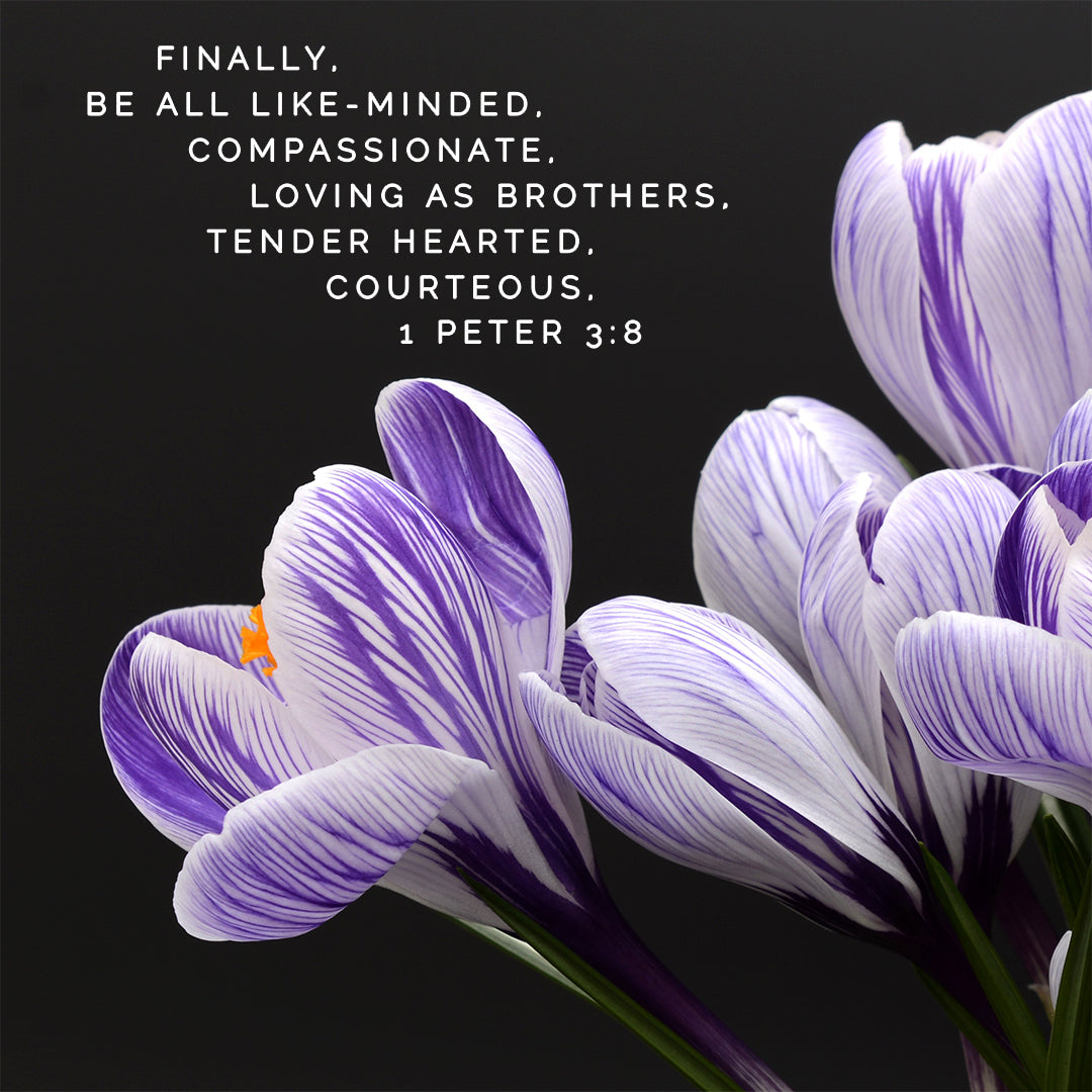 1 Peter 3:8 - Compassionate and Tender Hearted - Bible Verses To Go