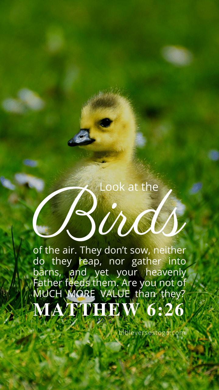 Christian Wallpaper – Baby Duck Matthew 6:26