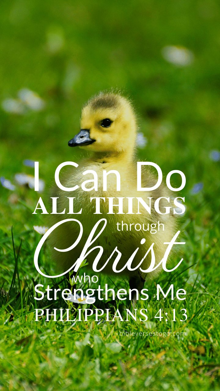 Christian Wallpaper – Baby Duck Philippians 4:13