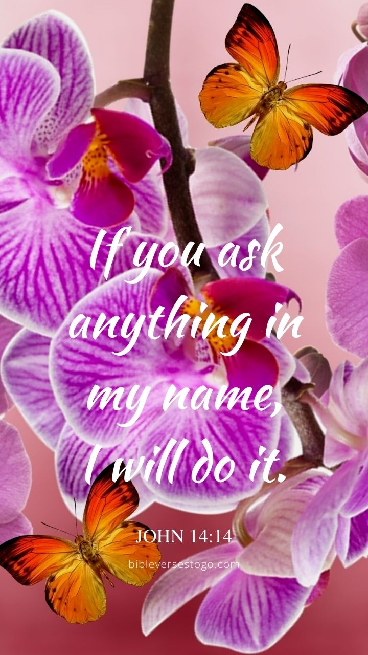 Christian Wallpaper - Butterfly Orchids John 14:14