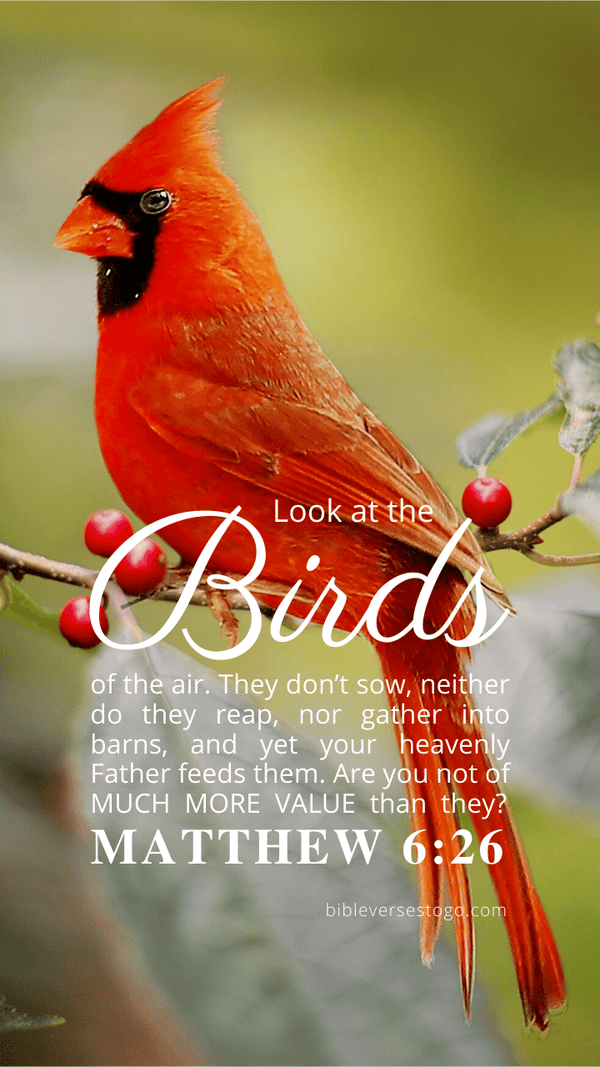 Cardinal Bible Verse Wallpaper - Bible Verses To Go