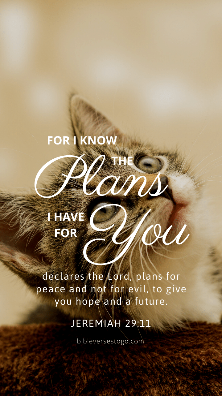 Christian Wallpaper - Cat Eyes Jeremiah 29:11