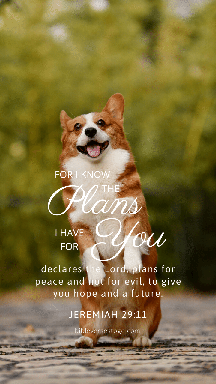 Christian Wallpaper – Corgi Jeremiah 29:11