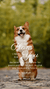 Christian Wallpaper – Corgi Jeremiah 29:11