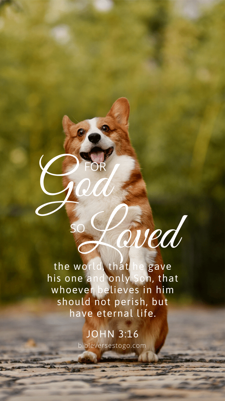 Christian Wallpaper – Corgi John 3:16