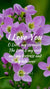 Christian Wallpaper - Cuckoo Flowers Psalm 18:1-2