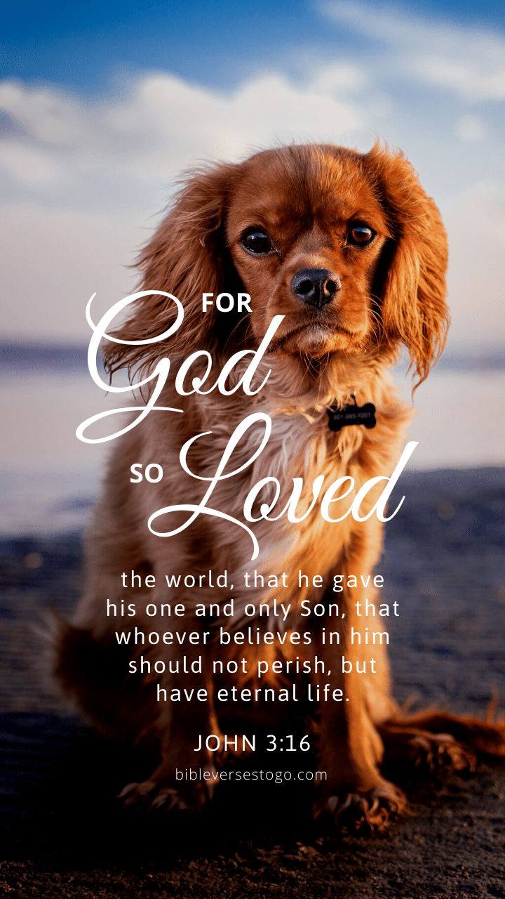 Christian Wallpaper - Dog Hope John 3:16