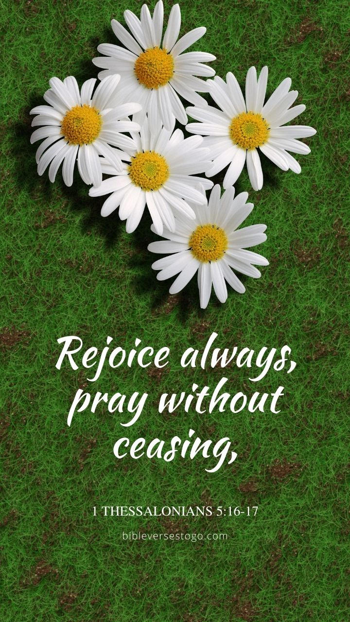 Christian Wallpaper - Five Daisies 1 Thessalonians 5:16-17