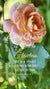 Christian Wallpaper - Flawless Rose Proverbs 30:5