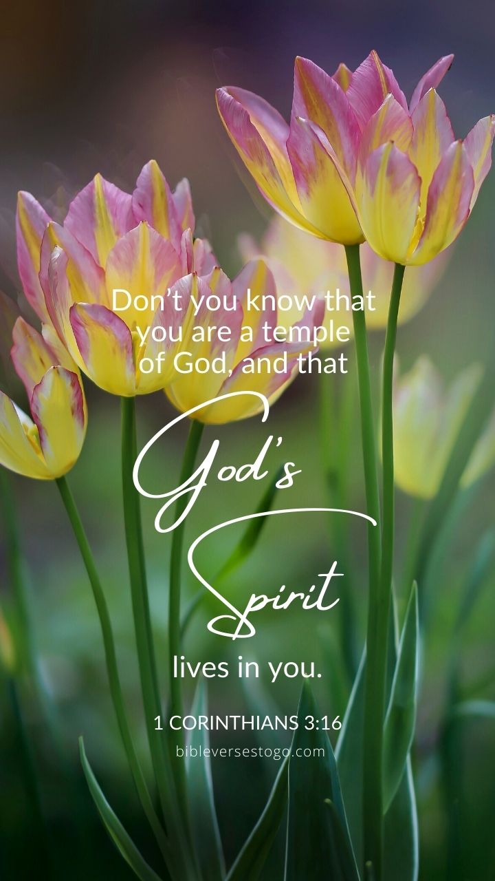 Christian Wallpaper - God&#39;s Spirit 1 Corinthians 3:16