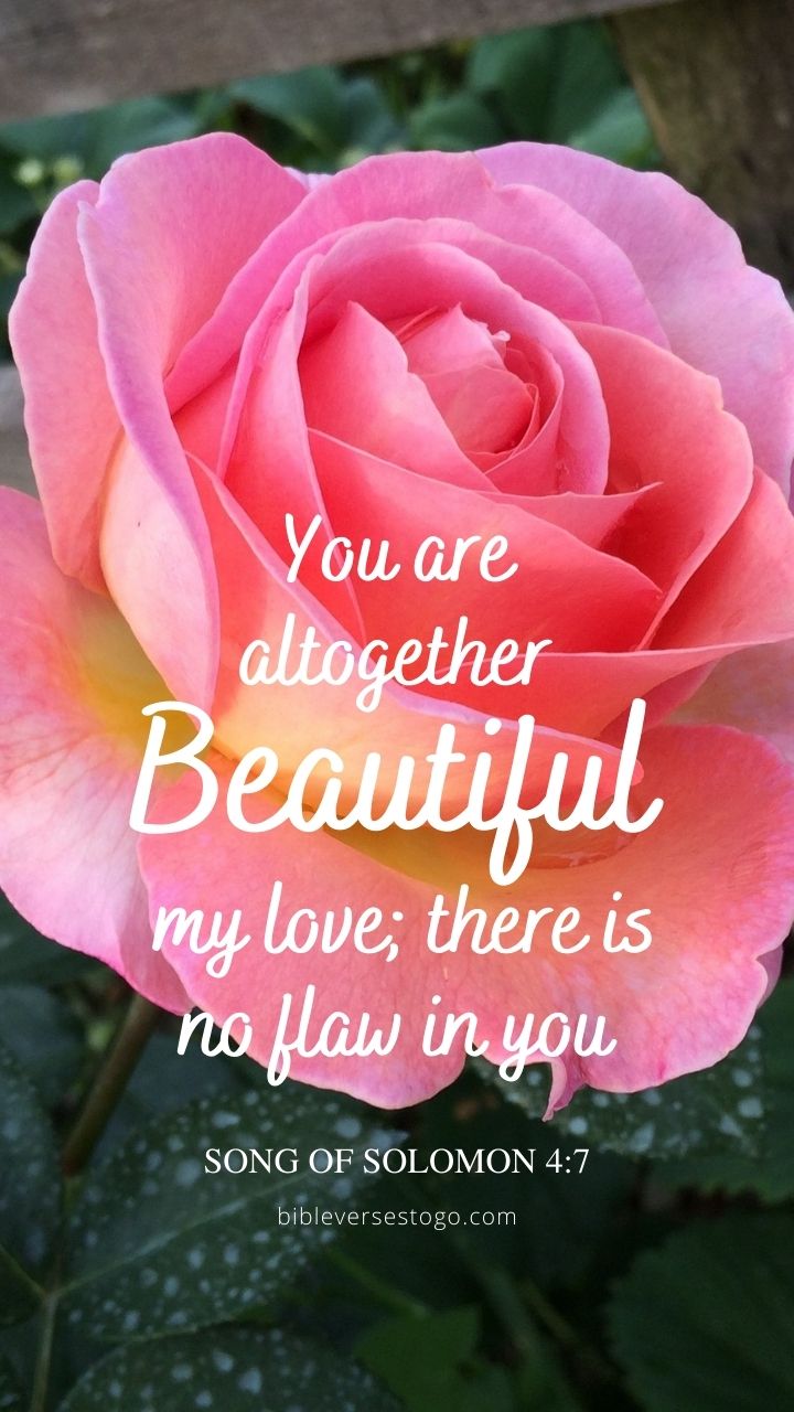 Christian Wallpaper - Gorgeous Rose Song of Sol 4:7