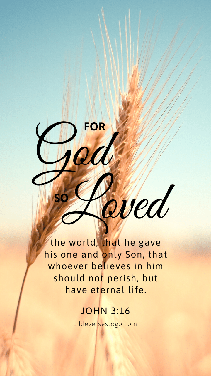 Christian Wallpaper - Grains John 3:16