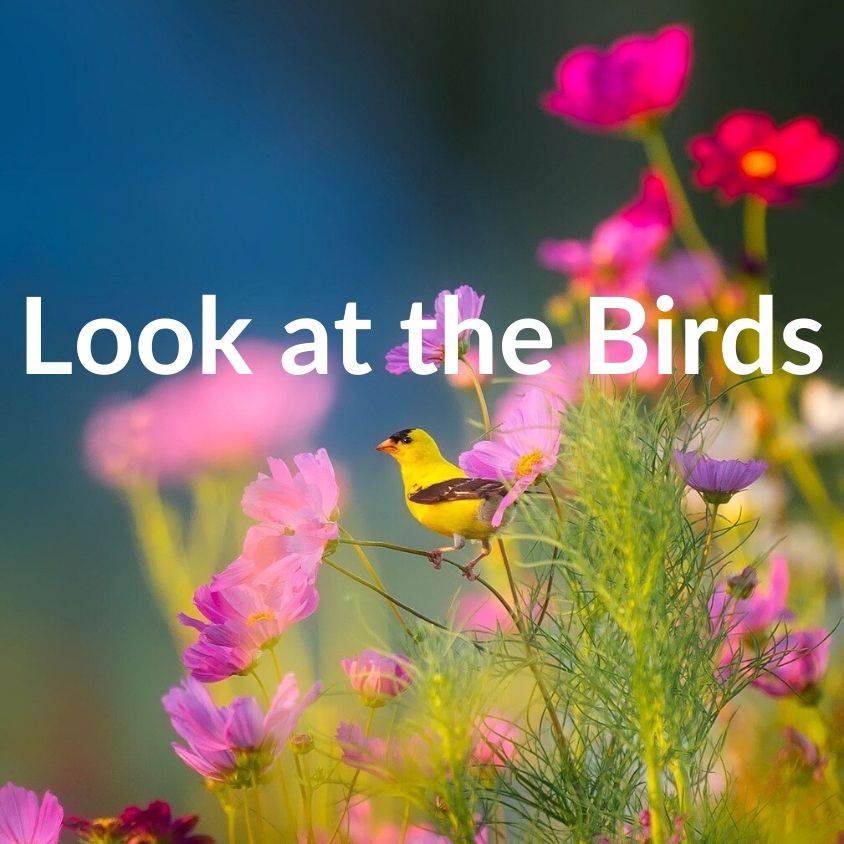 Matt 6:26 Look at the Birds - VIDEO