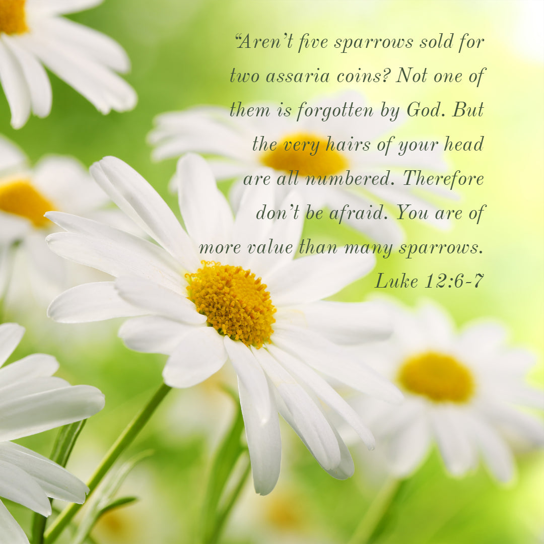 Luke 12:6-7 - More Value Than Many Sparrows - Bible Verses To Go