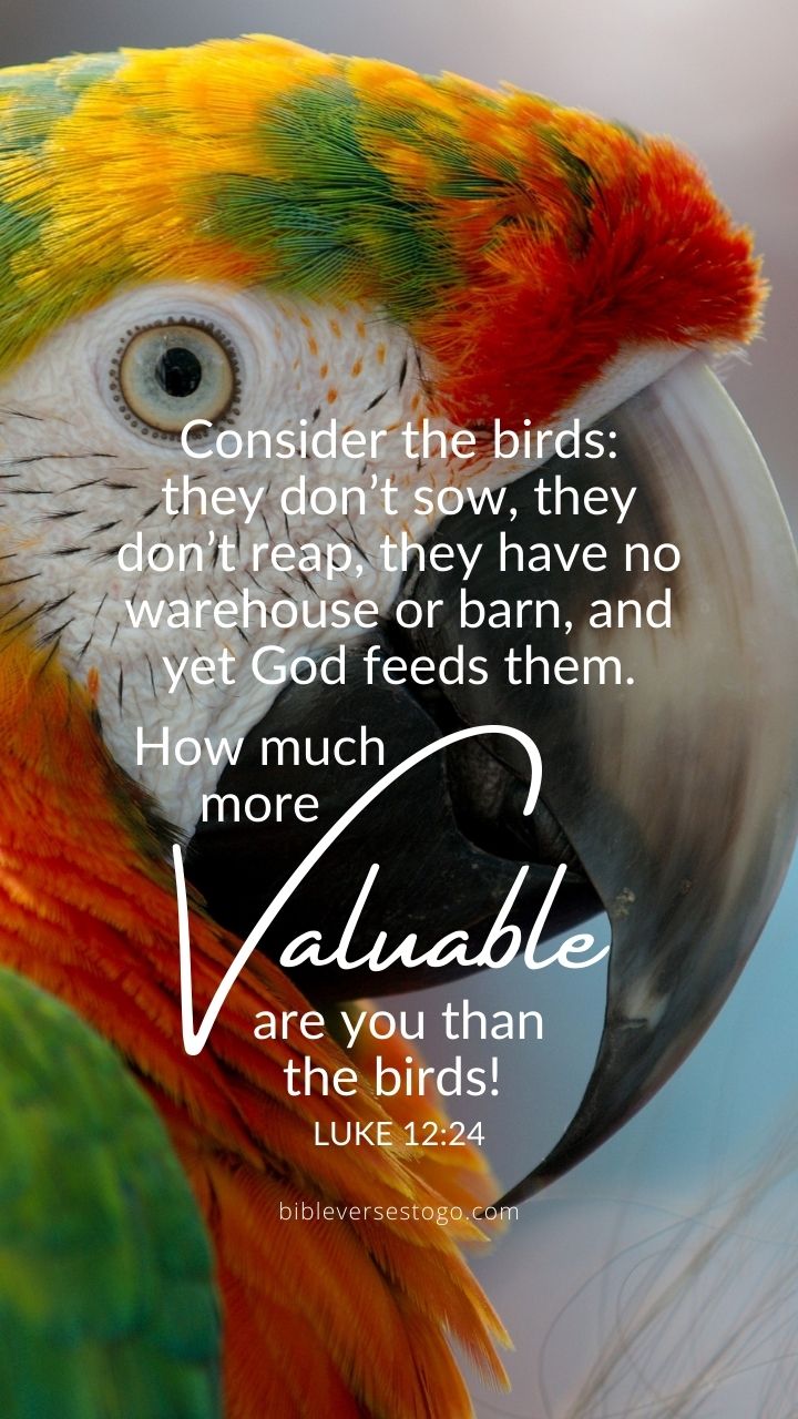 Christian Wallpaper - More Valuable Luke 12:24