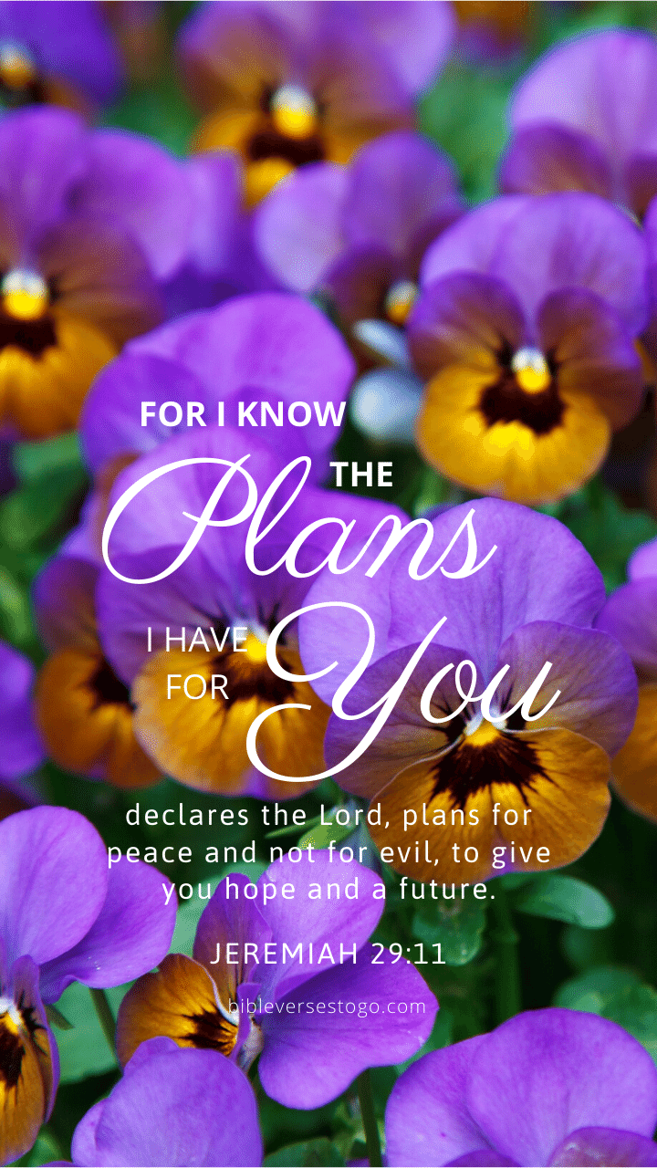 Christian Wallpaper – Pansies Jeremiah 29:11