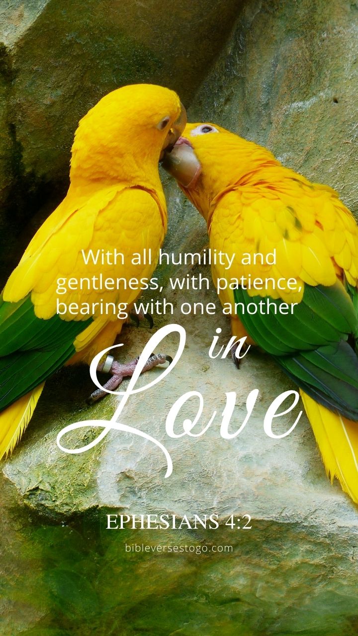 Christian Wallpaper - Parakeet Kiss Ephesians 4:2