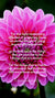 Christian Wallpaper - Pink Dahlia 2 Corinthians 4:17-18