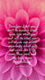 Christian Wallpaper - Pink Dahlia Matthew 6:25