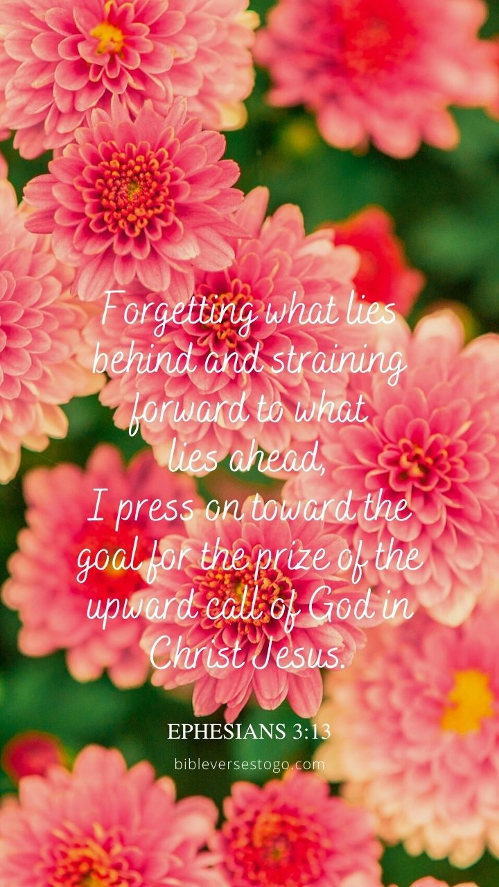 Christian Wallpaper - Pink Dahlias Ephesians 3:13