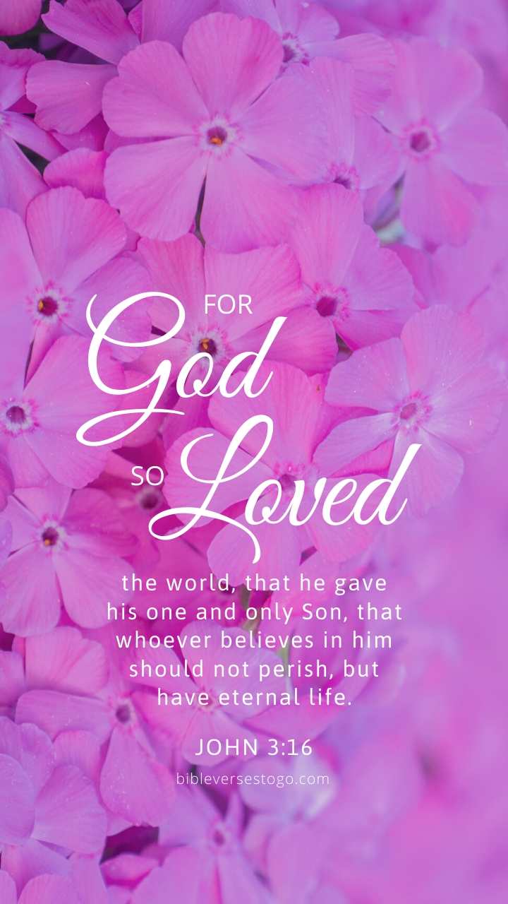 Christian Wallpaper - Pink Flowers John 3:16