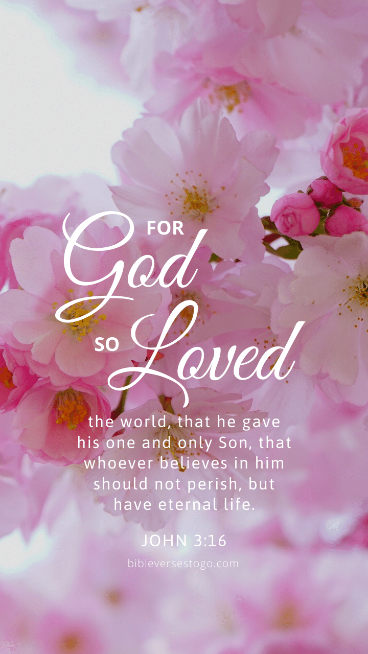 Christian Wallpaper - Pink Bloom John 3:16