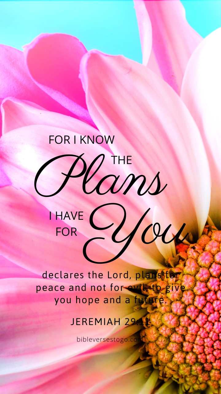 Christian Wallpaper – Pink Daisy Jeremiah 29:11