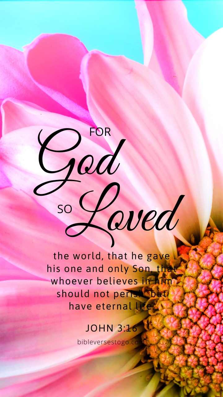 Christian Wallpaper – Pink Daisy John 3:16