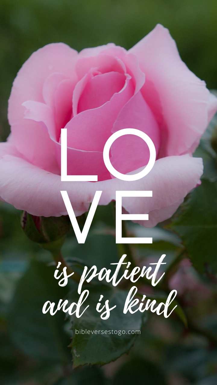Christian Wallpaper – Pink Rose 1 Corinthians 13:4