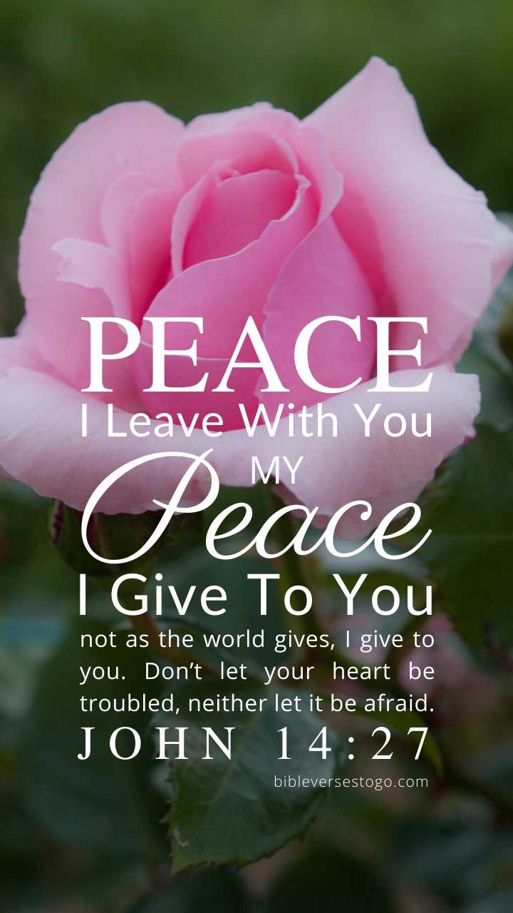 Christian Wallpaper – Pink Rose John 14:27