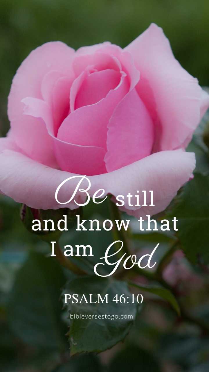 Christian Wallpaper – Pink Rose Psalm 46:10