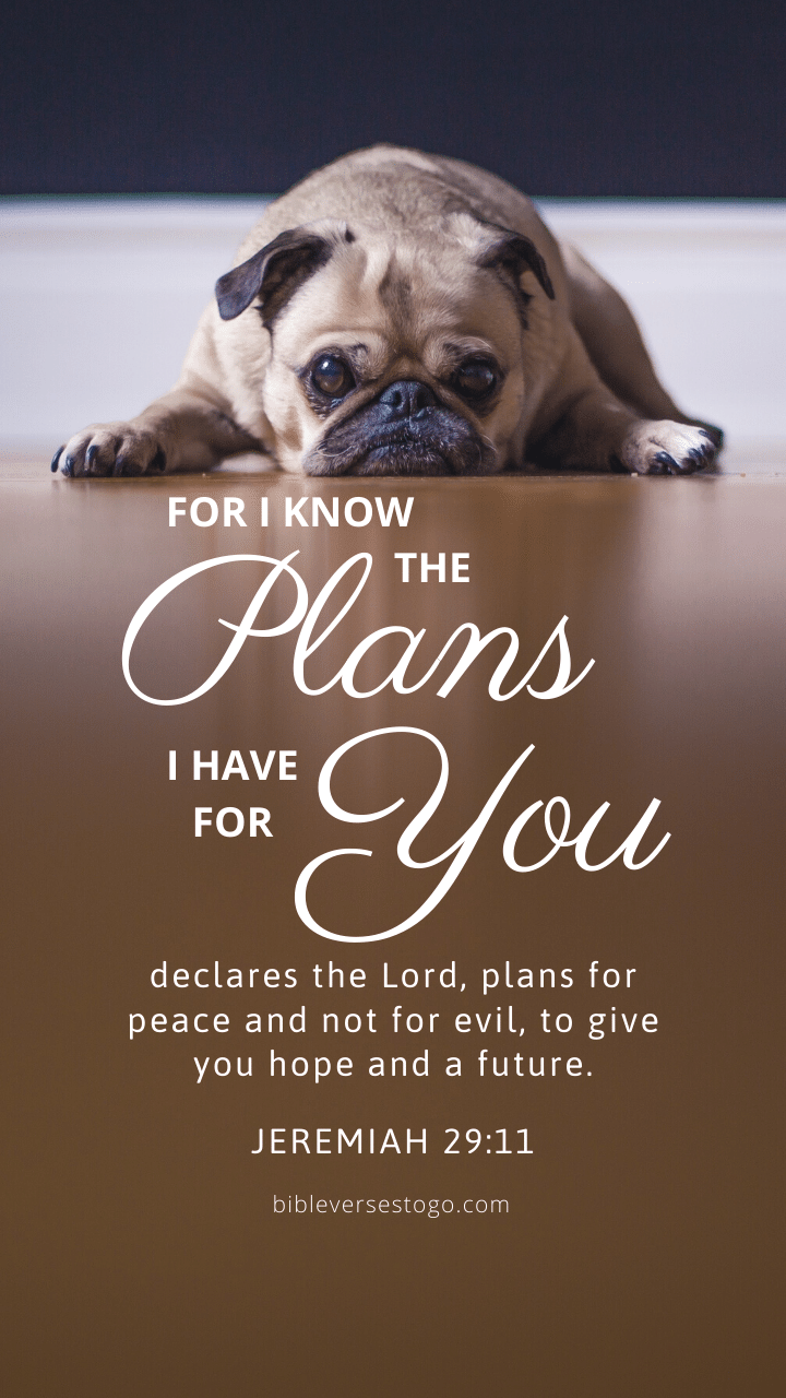Christian Wallpaper - Pooped Pug Jeremiah 29:11
