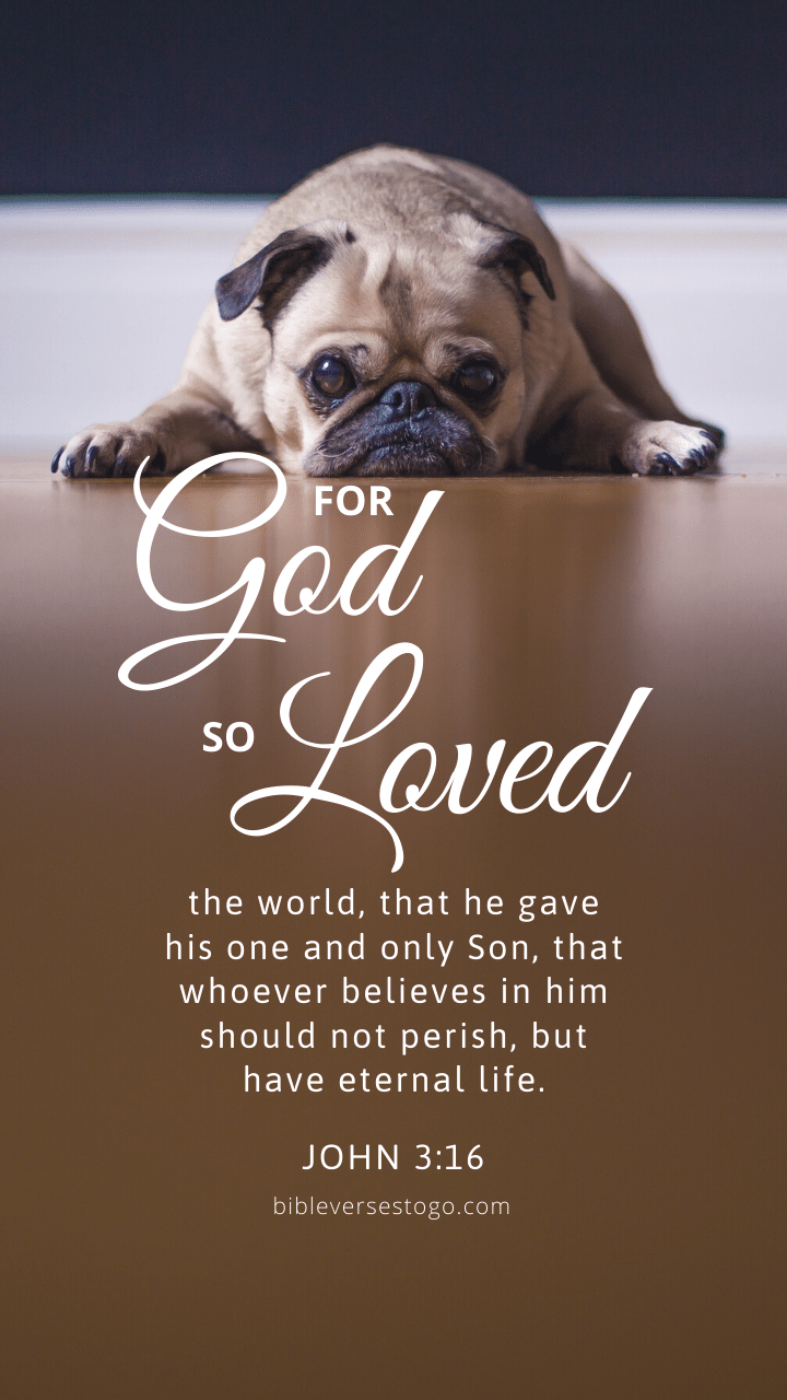 Christian Wallpaper - Pooped Pug John 3:16