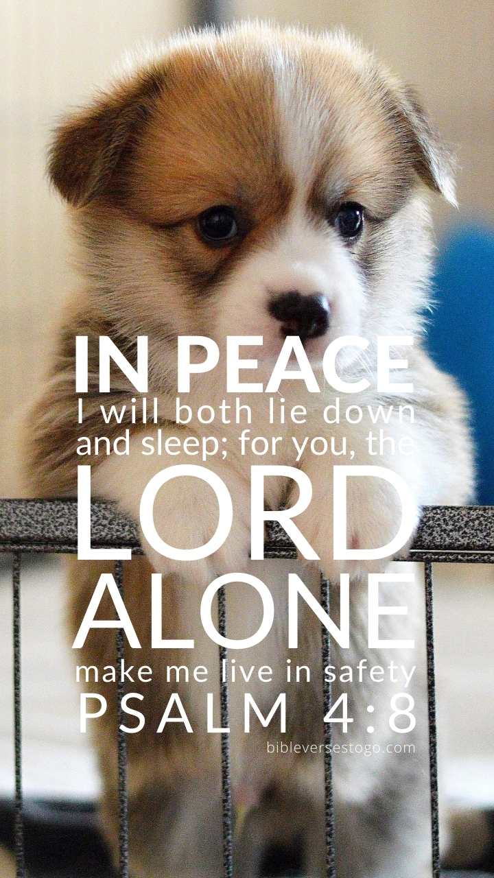 Christian Wallpaper - Puppy Psalm 4:8