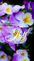 Christian Wallpaper - Purple Pansy John 16:24