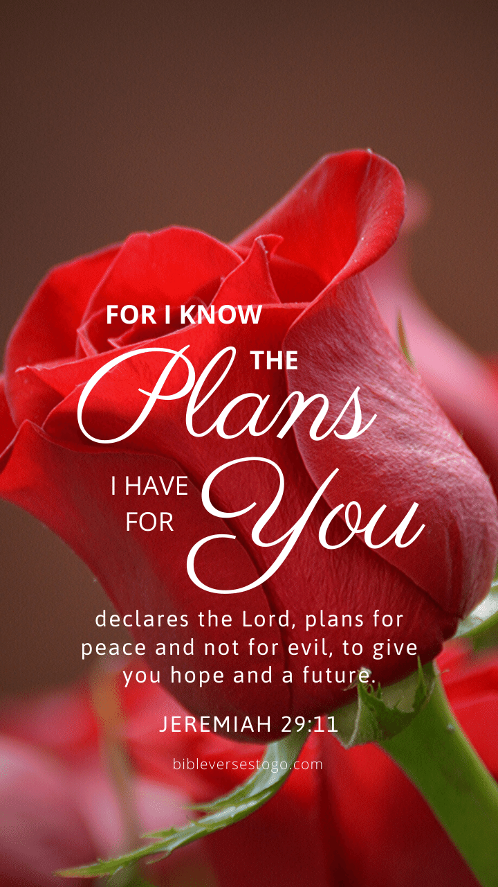 Christian Wallpaper – Red Rose Jeremiah 29:11