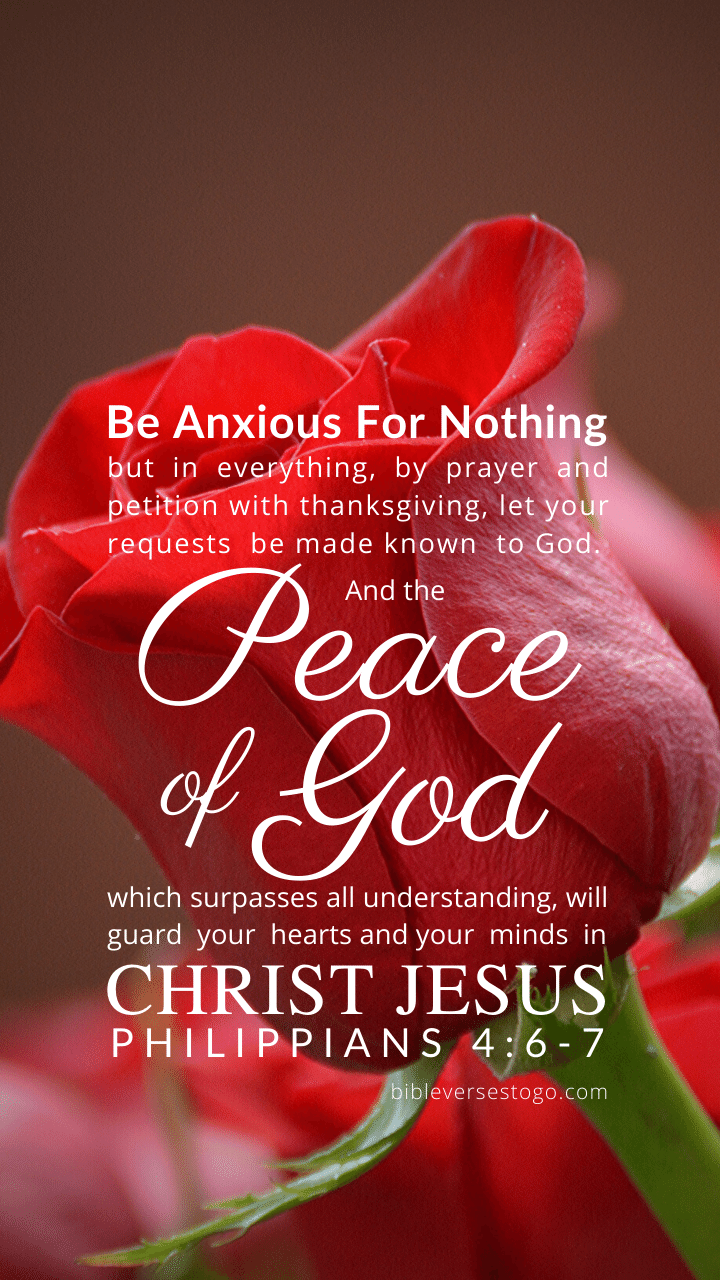 Christian Wallpaper – Red Rose Philippians 4:6-7