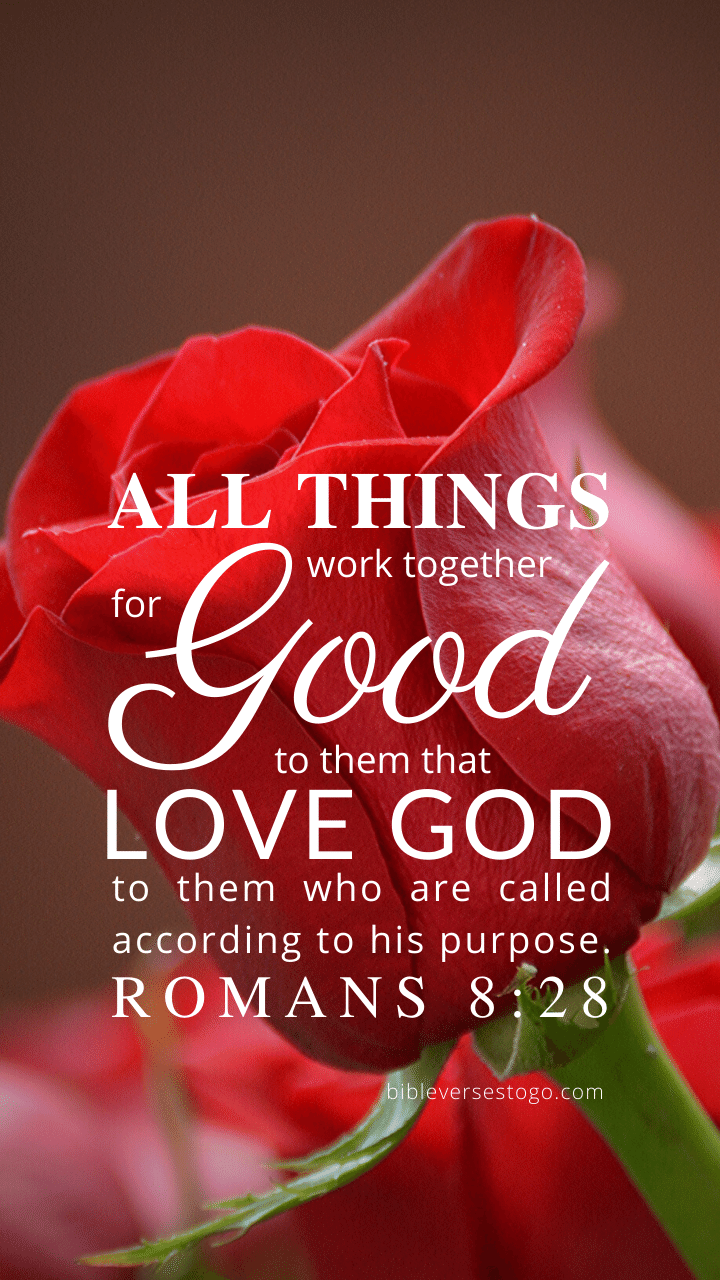 Christian Wallpaper – Red Rose Romans 8:28
