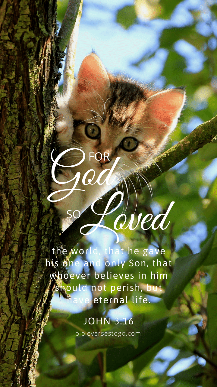 Christian Wallpaper – Tree Cat John 3:16