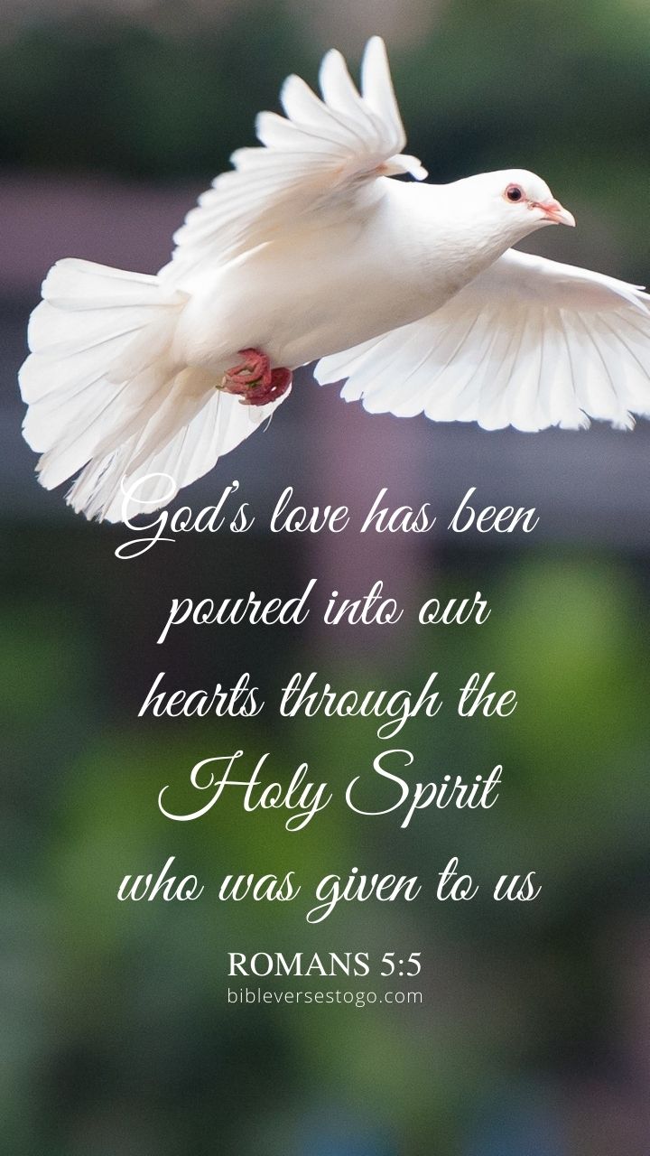 Christian Wallpaper - White Dove Romans 5:5
