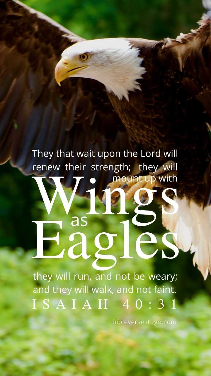 Christian Wallpaper - White Tail Eagle Isaiah 40:31