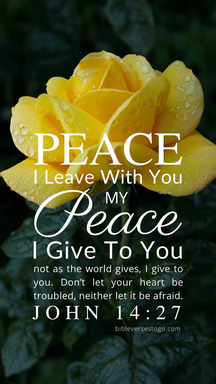 Christian Wallpaper – Yellow Rose John 14:27
